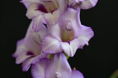 güzel beyaz ve mor gladiolus çiçekleri koyu arkaplanda