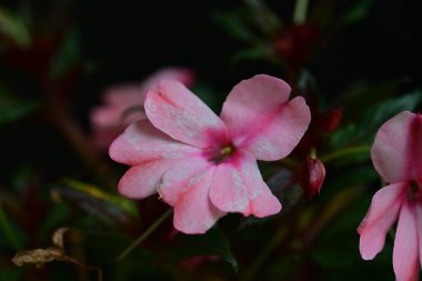 Bahçede yetişen pembe çiçeklere yakın.