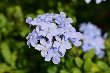 Bahçede yeşeren inanılmaz mavi çiçekler