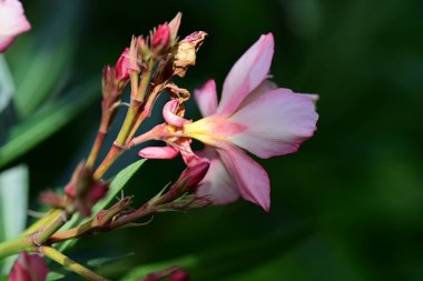Bahçede yetişen pembe çiçeklere yakın.