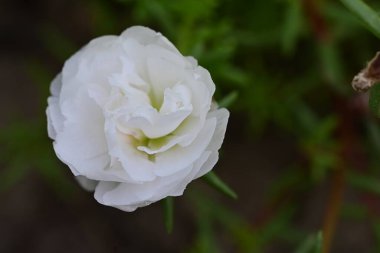 Bahçede açan güzel gül çiçeklerinin yakın plan görüntüsü                      