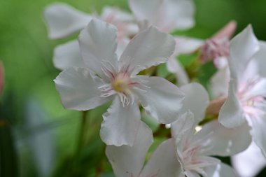 Bahçede açan güzel çiçeklerin yakın plan görüntüsü, çiçek arkaplanı.                      