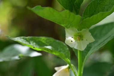 Güneşli yaz gününde bahçede yetişen güzel çiçekler.