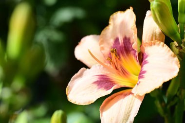 Bahçedeki zambak çiçeğinin yakın görüntüsü