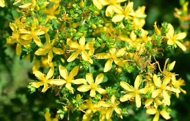 Bahçedeki güzel sarı çiçekler