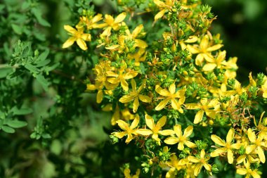 Bahçedeki güzel sarı çiçekler