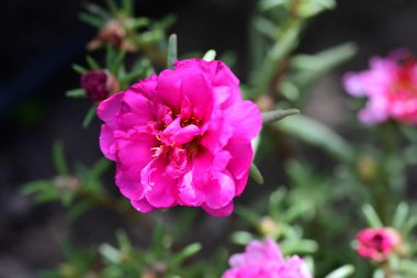 Bahçede yetişen pembe çiçeklere yakın.