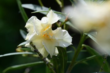 Bahar bahçesinde yetişen güzel çiçeklere yakın. 