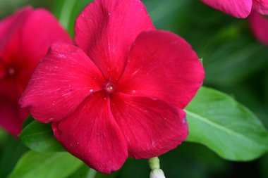 Bahçede yetişen pembe çiçeklere yakın.