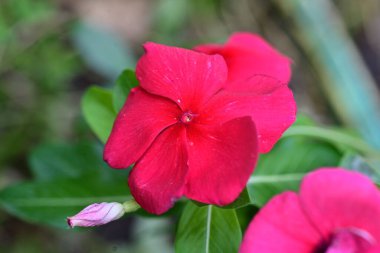 Bahçede yetişen pembe çiçeklere yakın.