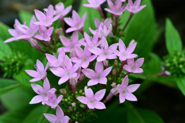 Bahçede yetişen pembe çiçeklere yakın.