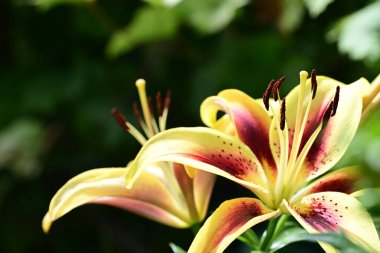 Bahçedeki zambak çiçeğinin yakın görüntüsü