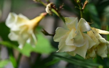 Bahçede açan güzel çiçeklerin yakın plan görüntüsü, çiçek arkaplanı.                      