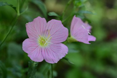 Bahçede yetişen pembe çiçeklere yakın.