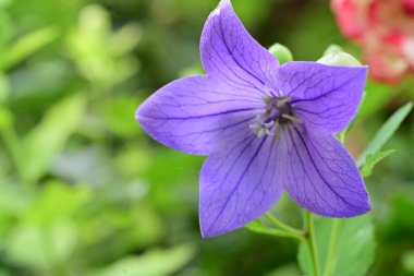 Bahçede büyüyen muhteşem mor çiçekler