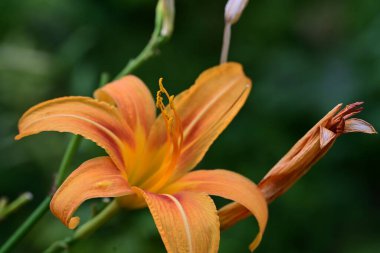 Turuncu kaplan zambağı bahçede 