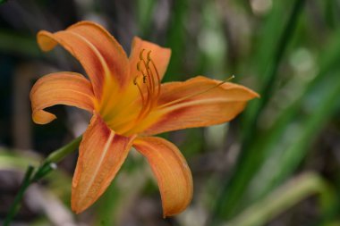 Turuncu kaplan zambağı bahçede 