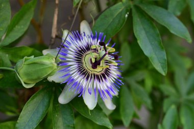 # Bahçedeki güzel çiçekleri #