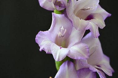 Güzel botanik fotoğrafı, doğal duvar kağıdı.                  