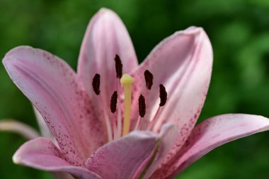 Bahçedeki pembe zambak çiçeği 