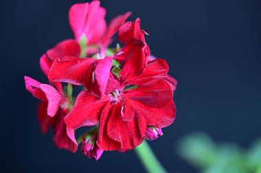 Bahçedeki güzel kırmızı çiçekler