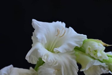 Güzel botanik fotoğrafı, doğal duvar kağıdı.                  