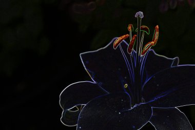 kaotik renkli çiçekler, negatif görüntü efekti