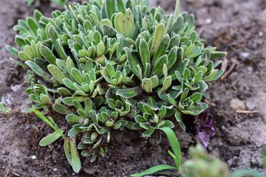 Güzel botanik fotoğrafı, doğal duvar kağıdı.                  