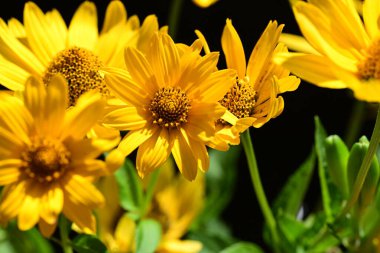 Arka plan bulanık sarı çiçekler