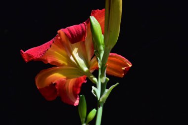 Koyu arkaplanda güzel kırmızı zambak