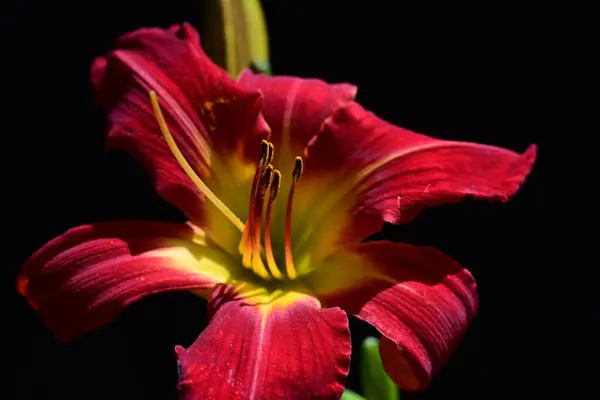 stock image beautiful red lily on dark background