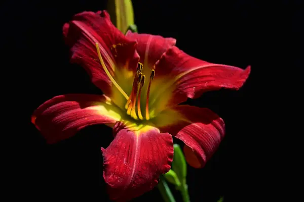 stock image beautiful red lily on dark background