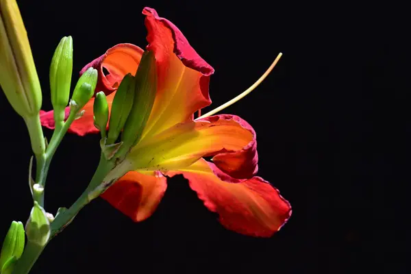 Stock image beautiful red lily on dark background