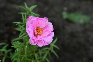 Bahçedeki pembe çiçekleri kapat.