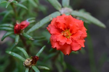 Bahçedeki güzel kırmızı çiçekler