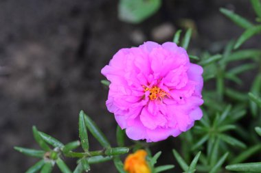 Bahçedeki pembe çiçekleri kapat.