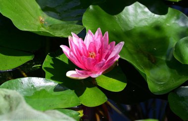 Bahçedeki nilüfer çiçeği 