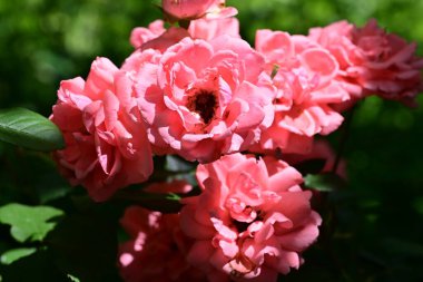 Bahçede açan güzel çiçeklerin yakın plan görüntüsü, çiçek arkaplanı.                      