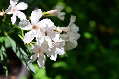 Bahçedeki güzel Saponaria çiçekleri