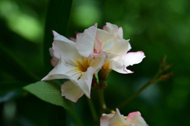 Yaz bahçesindeki güzel çiçeğin yakın görüntüsü. 