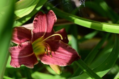 Bahçedeki zambak çiçeğinin yakın görüntüsü