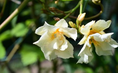 Bahçede açan güzel çiçeklerin yakın plan görüntüsü, çiçek arkaplanı.                      