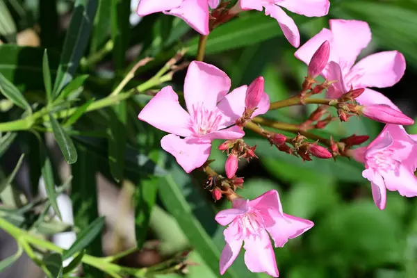 Bahçedeki güzel pembe çiçekler