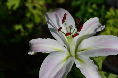 Bahçede yetişen güzel zambak çiçeği 