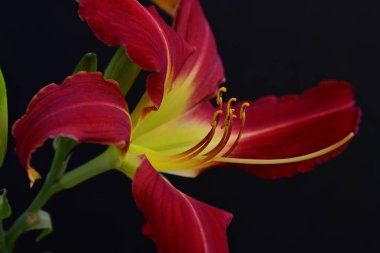 Güzel kırmızı ve sarı bir zambak çiçeğine yaklaş.