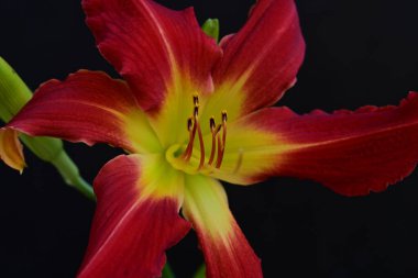 Güzel kırmızı ve sarı bir zambak çiçeğine yaklaş.