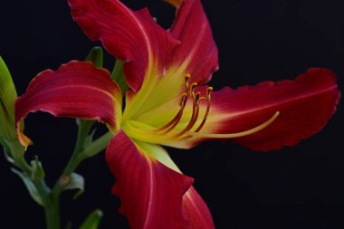 Güzel kırmızı ve sarı bir zambak çiçeğine yaklaş.