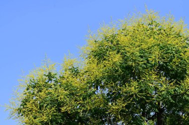 Bahçedeki sarı ağaç