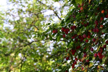 Ağaçtaki kırmızı elmalar