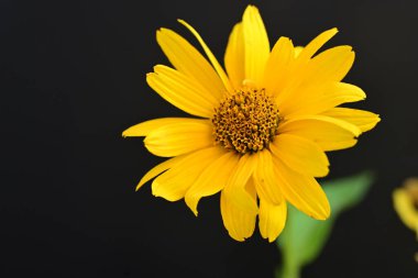 Siyah arkaplanda sarı çiçekler